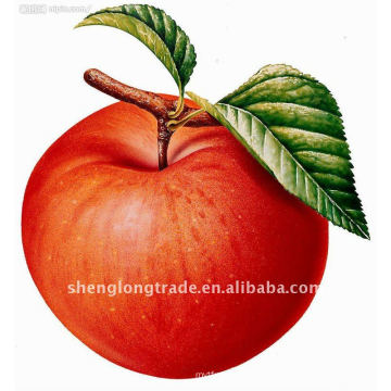 Fresh China apple pome